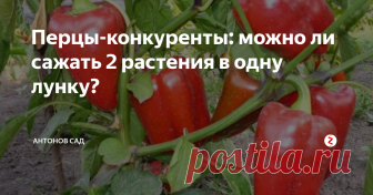 Перцы-конкуренты: можно ли сажать 2 растения в одну лунку? Для того, чтобы перцы в теплице дали гарантированной богатый и вкусный урожая, надо придерживаться правил и рекомендаций по высадке. Очень важно для формирования крепкого плодоносящего растения соблюдать схемы посадки, выдерживать расстояние между лунками. Для тех дачников, которые хотят сэкономить полезную площадь, могу дать парочку советов по выращиванию перцев в теплице.
Можно ли сажать по два