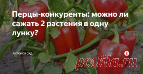 Перцы-конкуренты: можно ли сажать 2 растения в одну лунку? Для того, чтобы перцы в теплице дали гарантированной богатый и вкусный урожая, надо придерживаться правил и рекомендаций по высадке. Очень важно для формирования крепкого плодоносящего растения соблюдать схемы посадки, выдерживать расстояние между лунками. Для тех дачников, которые хотят сэкономить полезную площадь, могу дать парочку советов по выращиванию перцев в теплице.
Можно ли сажать по два