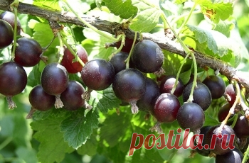 Садоводка