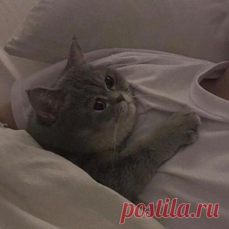 Я просто хочу найти кого-то, кто будет смотреть на меня так же, как этот котик смотрит на своего человека