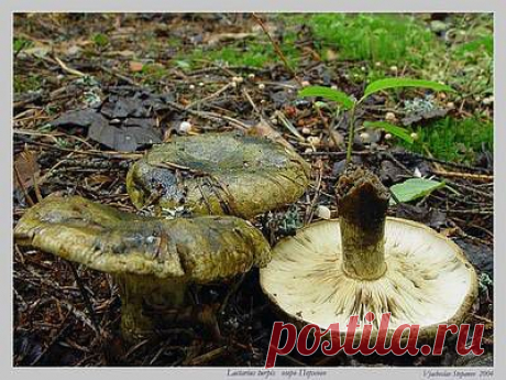 Дуплянка черная (Груздь черный Lactarius turpis ) / lactarius turpis, гриб, край, мох, мякоть, обитание, пластинки, споровый порошок, трава, шляпка / Mushroomer.ru. Все про грибы. Съедобные, ядовитые, галлюциногенные грибы.