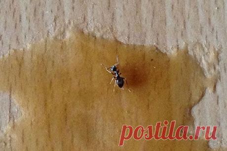 Как избавиться от муравьёв в доме: разные способы и их описание | Подмосковье