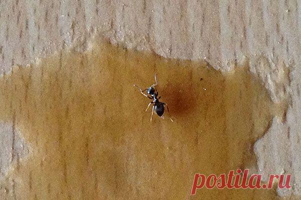 Как избавиться от муравьёв в доме: разные способы и их описание | Подмосковье