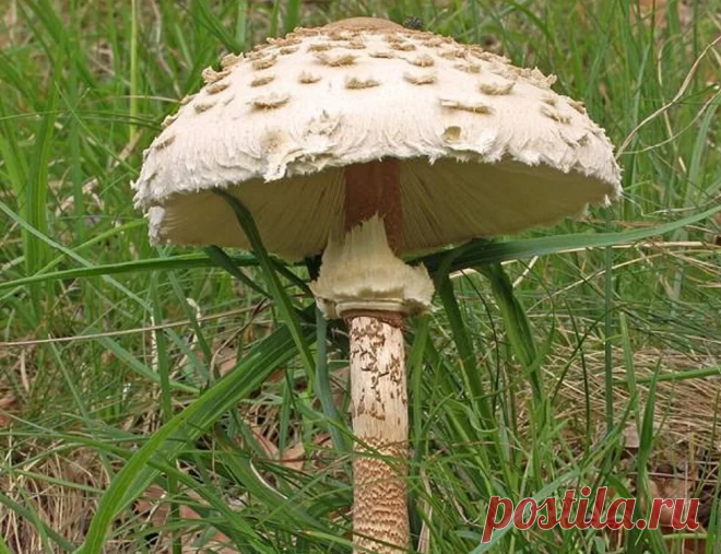 Гриб, который должен быть первым, но так и остается в аутсайдерах грибосбора. В чем причина? | Грибной Дневник Лидии Бам | Яндекс Дзен