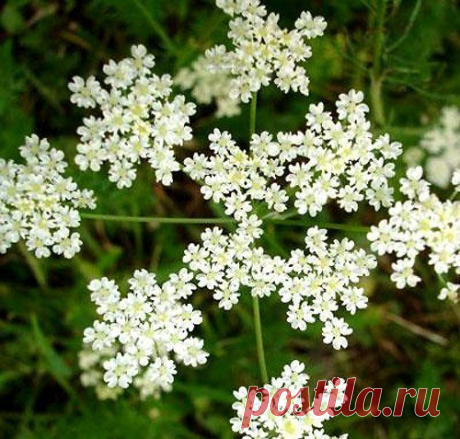 Анисовая вода для лечения простуды