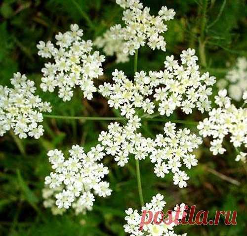 Анисовая вода для лечения простуды