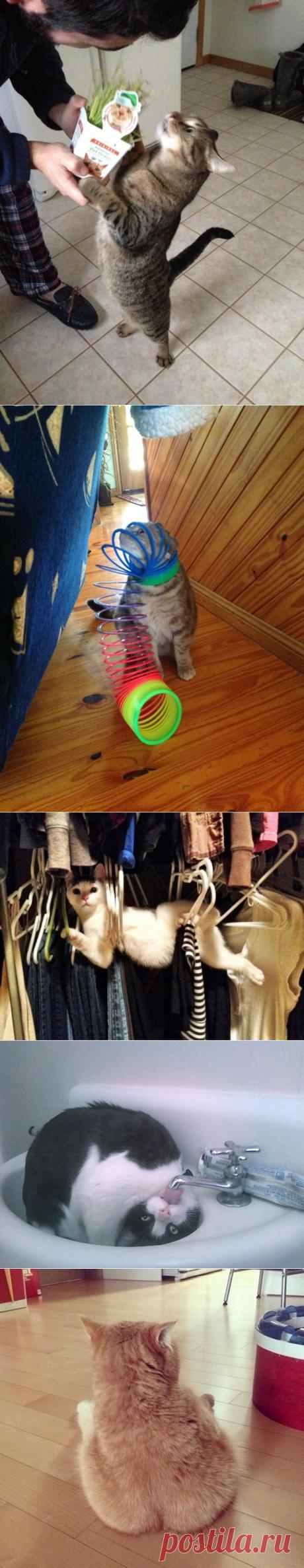 Это 100 самых ценных снимков котов. Всех времен и народов