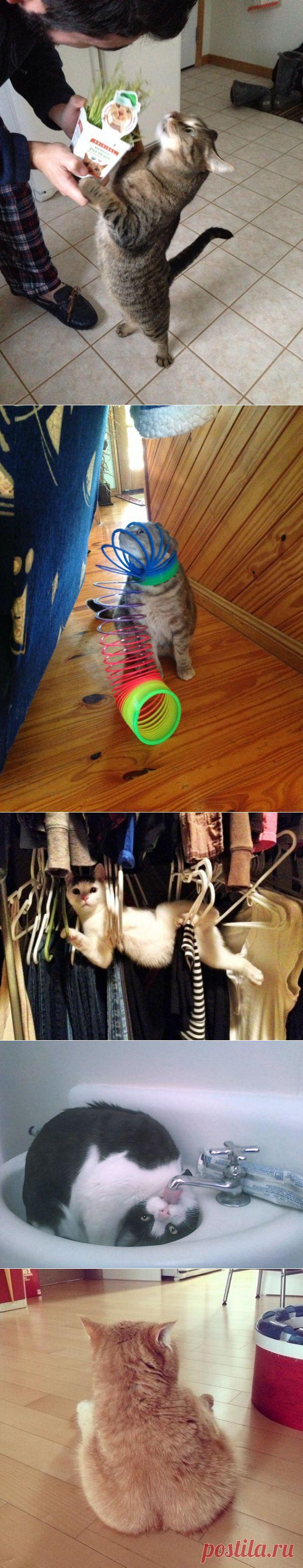 Это 100 самых ценных снимков котов. Всех времен и народов