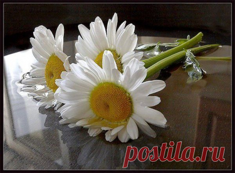 ромашки