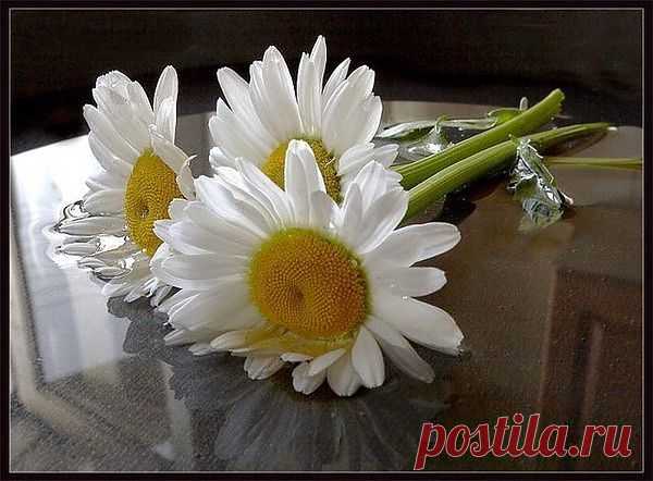 ромашки