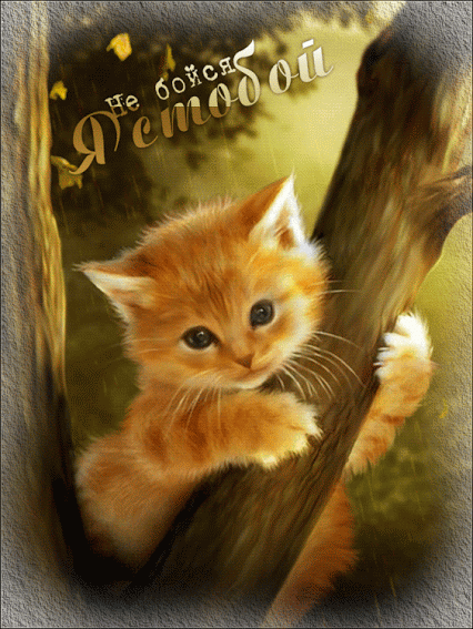 Живые фотографии – Живые картинки – Сообщество – Google+