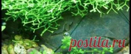 Растения аквариумные