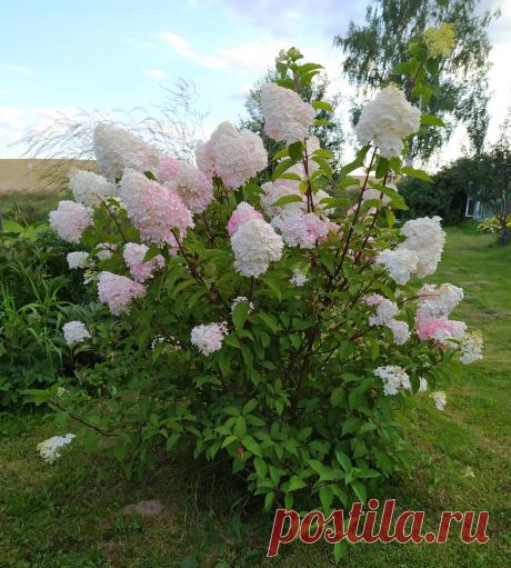 Секреты успешного выращивания гортензии: выбор сорта, посадка, обрезка | Procvetok | Дзен