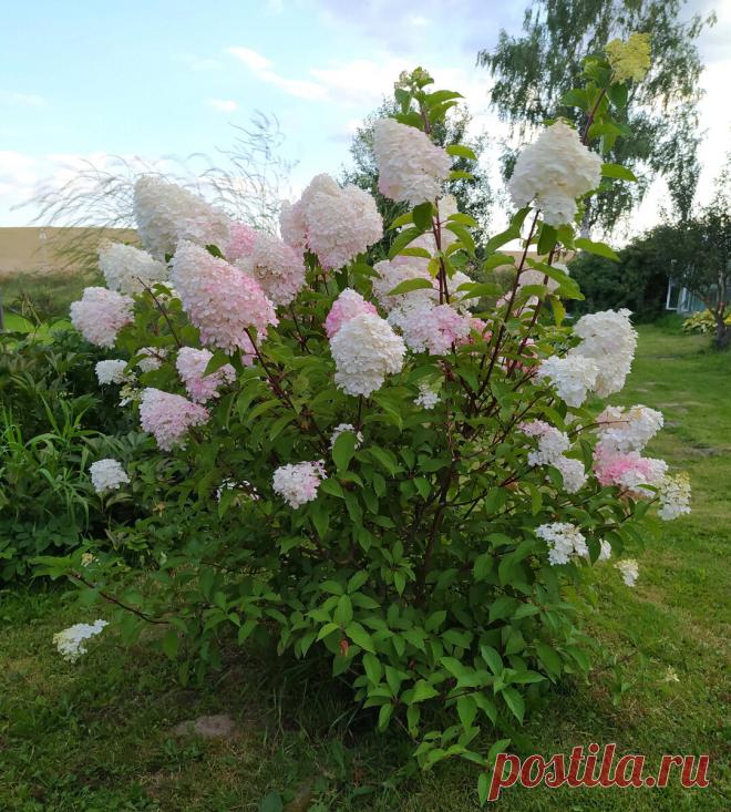 Секреты успешного выращивания гортензии: выбор сорта, посадка, обрезка | Procvetok | Дзен