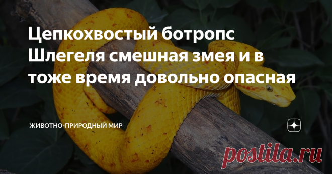 Цепкохвостый ботропс Шлегеля смешная змея и в тоже время довольно опасная Здравствуйте. Хотелось бы вам немного рассказать о змее, которая на первый взгляд кажется больше смешной, чем опасной, но на самом деле это далеко не так.
Цепкохвостый ботропс Шлегеля
Фото взято из открытого источника
Цепкохвостый ботропс Шлегеля одна из самых удивительных змей на нашей планете, которая способна убить любого взрослого человека, всего одним укусом. Змея эта имеет яркие окраски и ле