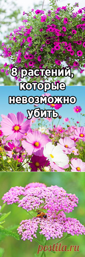 8 растений, которые невозможно убить