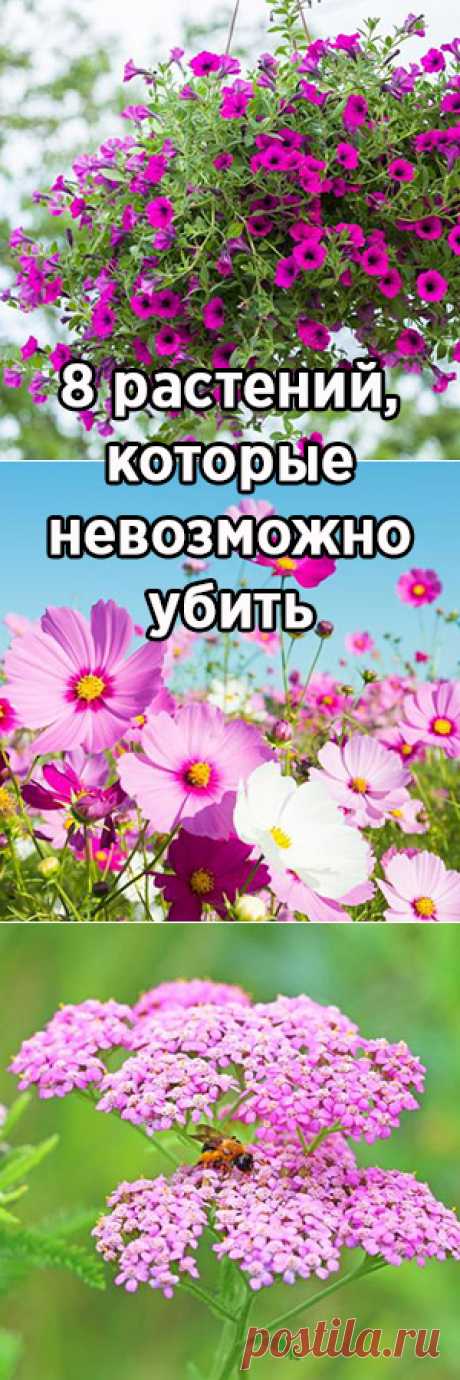 8 растений, которые невозможно убить