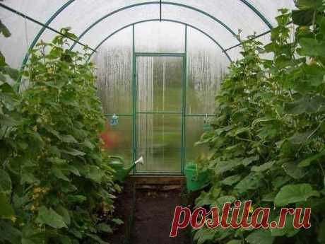 Теплицы из поликарбоната своими руками. / теплицы / 7dach.ru