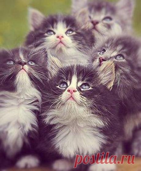 Котики - муркотики
