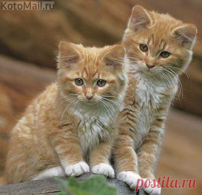Мы приносим в дом смех и радость:) | KotoMail.ru