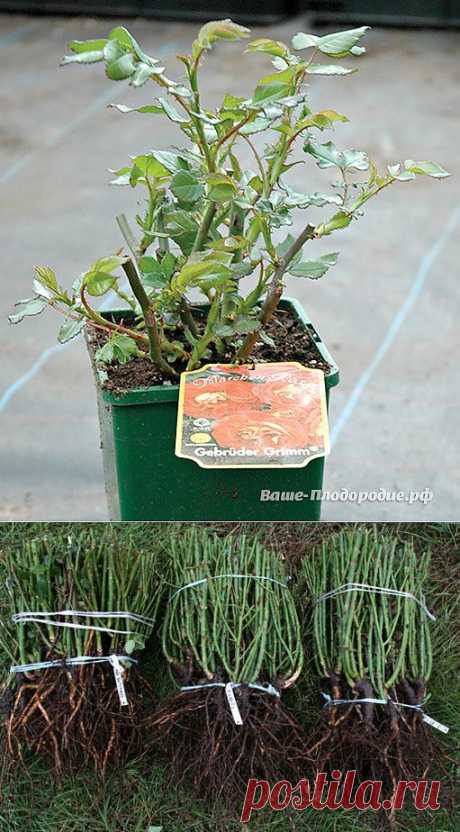 КАК СОХРАНИТЬ САЖЕНЦЫ РОЗЫ ПРИ ПЕРЕДЕРЖКЕ | Самоцветик