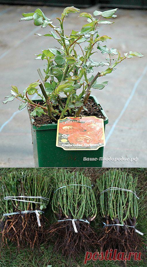 КАК СОХРАНИТЬ САЖЕНЦЫ РОЗЫ ПРИ ПЕРЕДЕРЖКЕ | Самоцветик