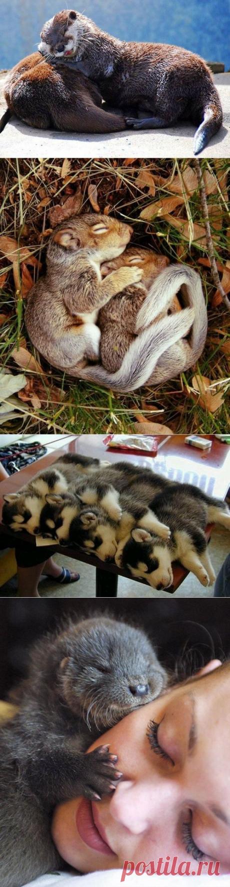 Лохматые товарищи, которые знают как надо спать