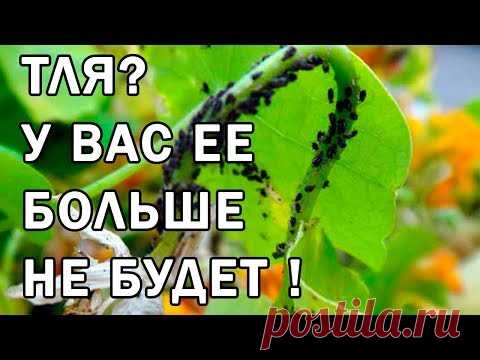 Как избавиться от тли на огороде
