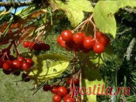 Садоводство : Болезни и вредители калины