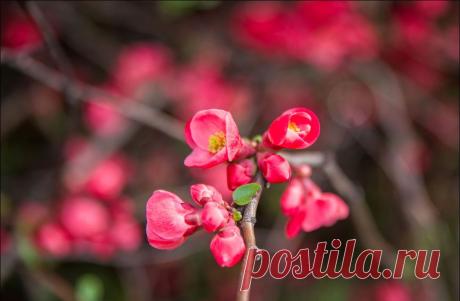 В Крыму цветет японская айва