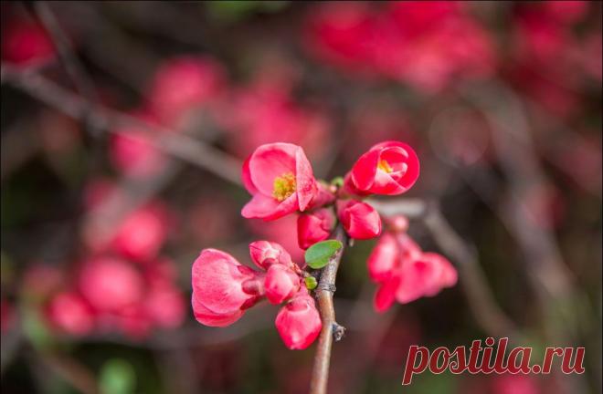 В Крыму цветет японская айва