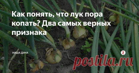 Как понять, что лук пора копать? Два самых верных признака Сегодня поговорим о луке – тем более, что сбор урожая уже не за горами. Передержать лук в земле также чревато, как и собрать его недозрелым: и в том, и в другом случае храниться он не будет. А вот определить по его виду – готов он или еще можно погодить с выкапыванием, под силу и школьнику. Нужно лишь понаблюдать.
