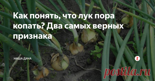 Как понять, что лук пора копать? Два самых верных признака Сегодня поговорим о луке – тем более, что сбор урожая уже не за горами. Передержать лук в земле также чревато, как и собрать его недозрелым: и в том, и в другом случае храниться он не будет. А вот определить по его виду – готов он или еще можно погодить с выкапыванием, под силу и школьнику. Нужно лишь понаблюдать.