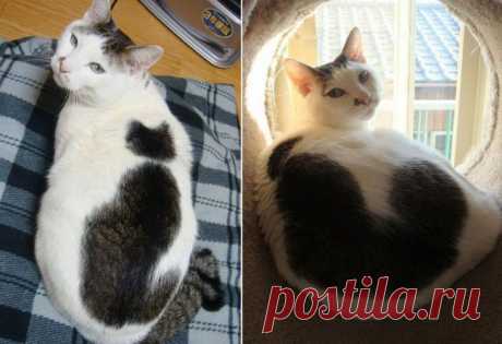 Кошки, над окрасом которых природа постаралась.