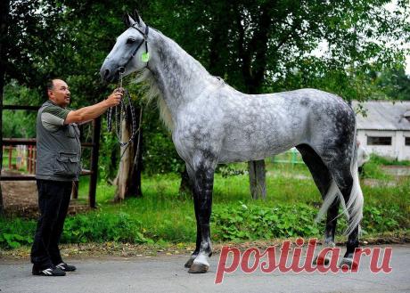 орловский рысак