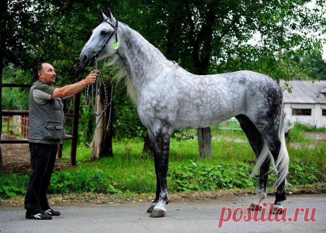 орловский рысак