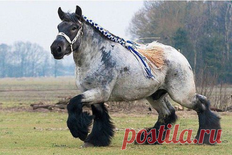 Очень красивая лошадка! У кого побывает в ленте - принесет счастье в новом 2014 году!
