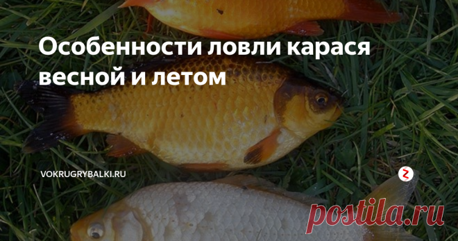 Особенности ловли карася весной и летом Наиболее популярной рыбой в последние годы считается карась, представляющий семейство карповых. Караси бывают двух видов:
обыкновенные (золотые);
серебряные.
Изредка встречается гибридные особи.