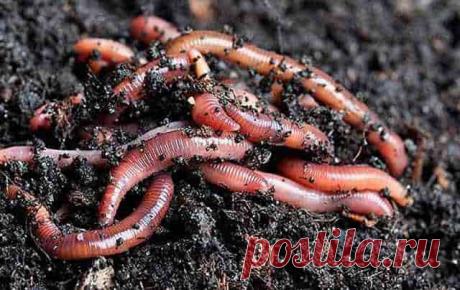 Хитрый способ накопать червей для рыбалки за 5-10 минут совсем без лопаты и в любом месте  Самый простой и доступный способ набрать червей для рыбалки, не используя при этом лопаты — быстро, хитро и надёжно.Не каждый знает о таком народном