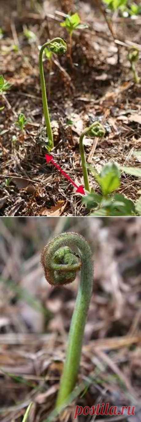 Папоротник Орляк.