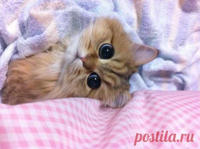 фото спящих котят: 20 тыс изображений найдено в Яндекс.Картинках