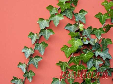 Плющ (Хедера): фото, советы и рекомендации по уходу | flori-da.ru