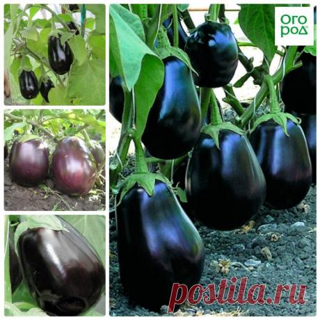 Выбираем лучшие сорта баклажанов для Сибири | На грядке (Огород.ru)