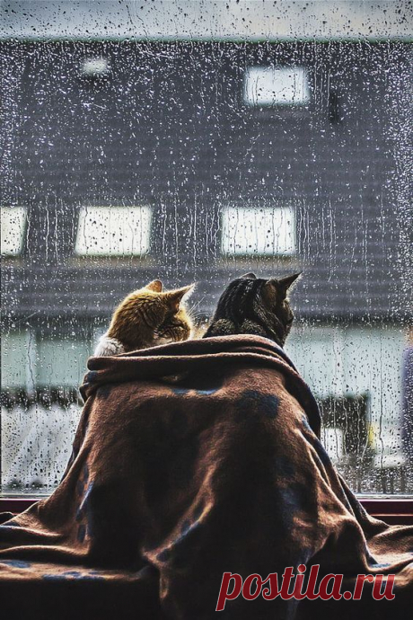 (40) Pinterest