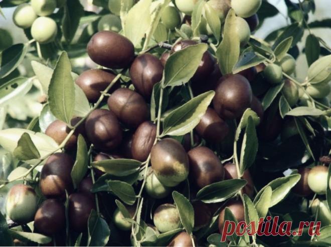 Зизифус - каковы полезные свойства и противопоказания Зизифус, также китайский финик и зизифус унаби, - это растение, произрастающее в основном в азиатских странах, а также в Австралии и некоторых районах европейских стран.