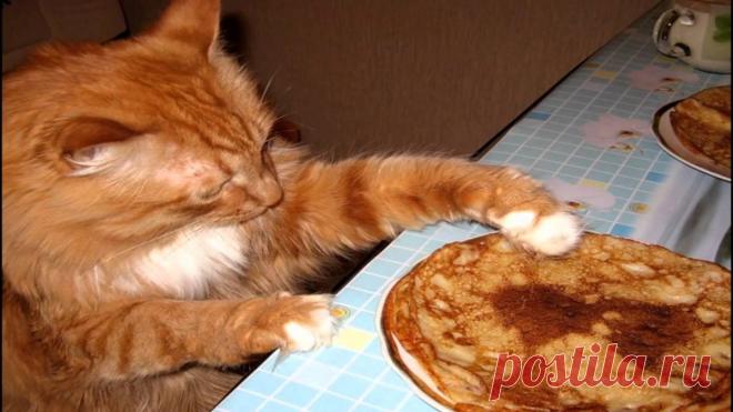 Кошка блин - 84 фото