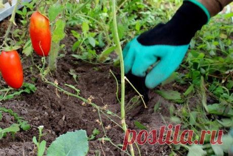 Тестируем перчатки с когтями Garden Genie Gloves. Рыхлим и пропалываем в теплице