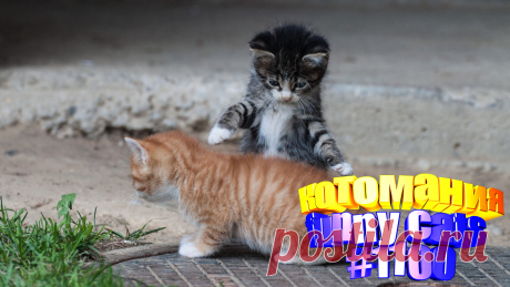Любите смотреть приколы про котов? Тогда мы уверены, Вам понравится наше видео 😍. Также на котомании Вас ждут: видео кот,видео кота,видео коте,видео котов,видео кошек,видео кошка,видео кошки,видео о котах, видео приколы, видео смешных кошек, и кошки, котов, кошка, милые, приколы про животных до слез, про котика, самые смешные животные, смешно котики, смешные животные бесплатно, смешные кошки видео до слез
