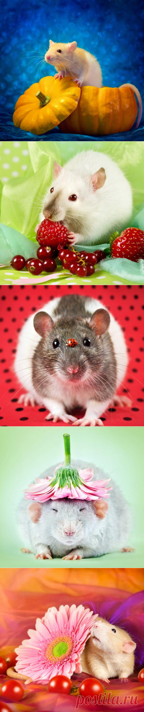 Крысиные портреты