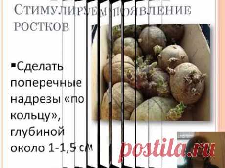 Картофель 2014 - YouTube